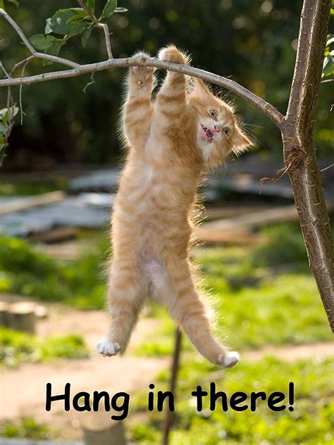 hang in there poster original|hang in there kitty picture.